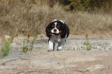 CAVALIER KING CHARLES 042